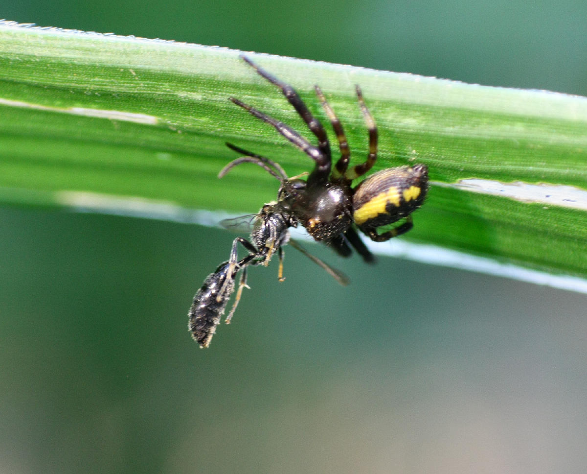 Synema globosum - Velate (MB)